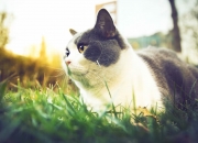 雷火电竞充值-传奇复刻，当本泽马的倒钩划破开罗夜空，皇家社会遭遇埃及法老的诅咒