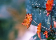 雷火电竞入驻-严寒主场不敌滚烫灵魂，范弗利特如何用一腔孤勇煮沸了东北的雪