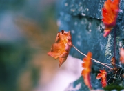 雷火电竞入驻-严寒主场不敌滚烫灵魂，范弗利特如何用一腔孤勇煮沸了东北的雪