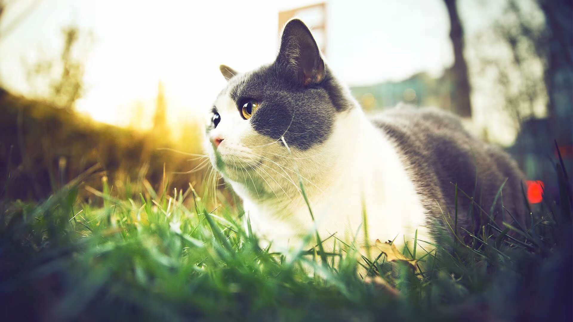 传奇复刻，当本泽马的倒钩划破开罗夜空，皇家社会遭遇埃及法老的诅咒