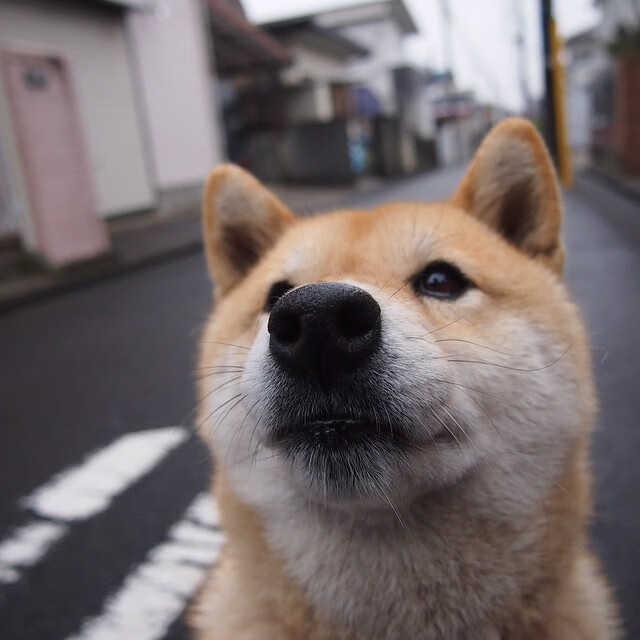 39岁的王者，詹姆斯创赛季新高，公牛展现冠军级统治力